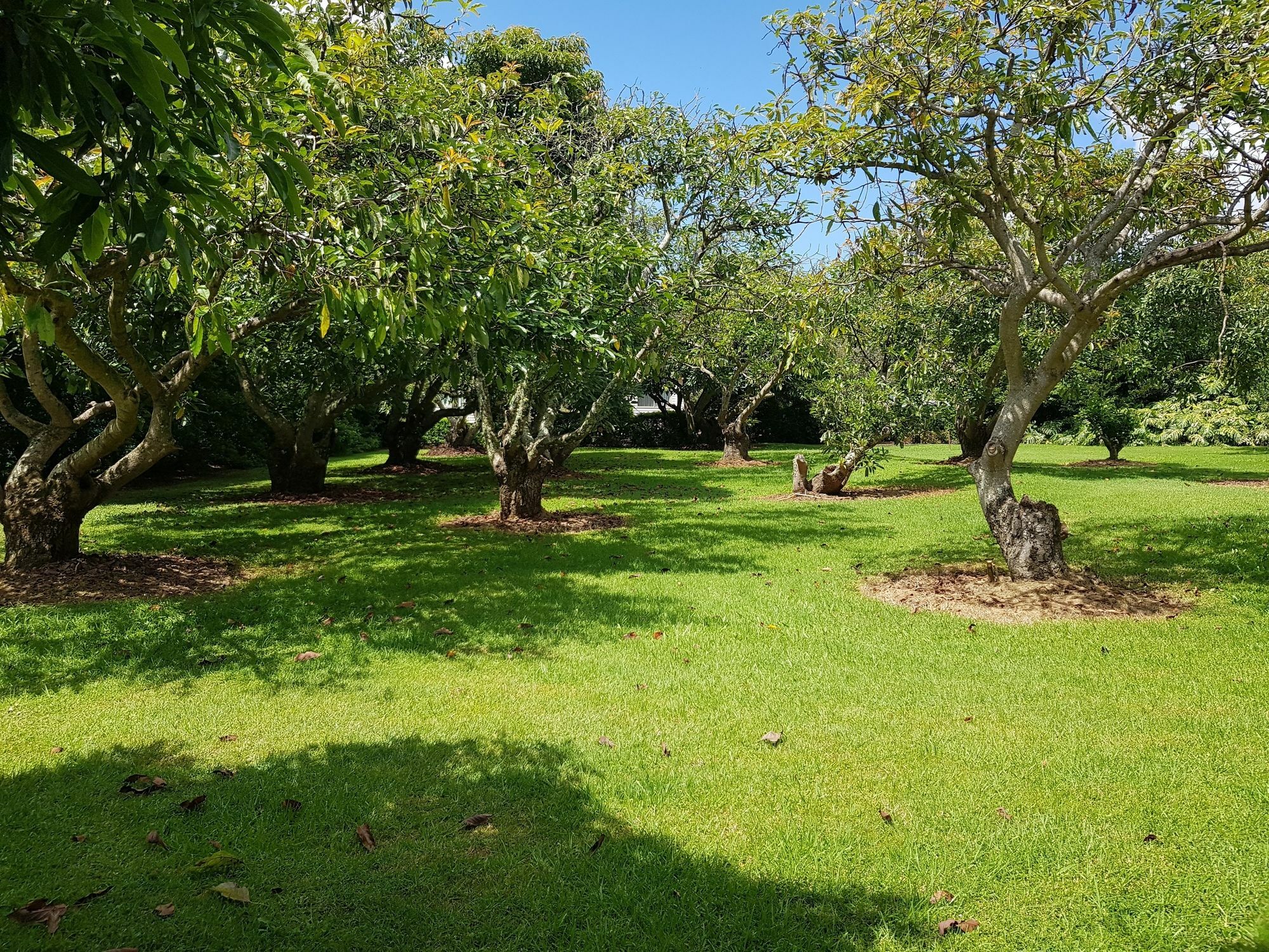 Camelot Boutique Accommodation Mount Tamborine Exteriör bild